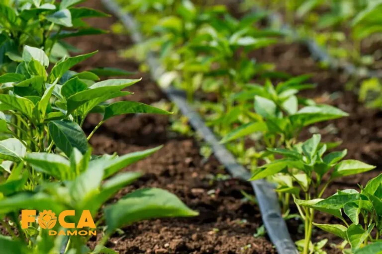 سیستم‌ آبیاری قطره‌ ای