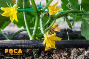 سیستم آبیاری قطره ای و 8 اصل سرویس و نگهداری 2 نگهداری سیستم آبیاری قطره ای