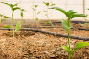 criteria for selecting appropriate irrigation methods