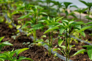 criteria for selecting appropriate irrigation methods2