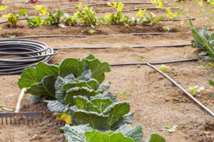 criteria for selecting appropriate irrigation methods4