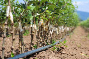 distance from pipe to tree in drip irrigation