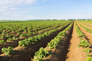distance from pipe to tree in drip irrigation2