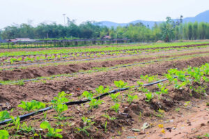 service and maintenance of drip irrigation system2