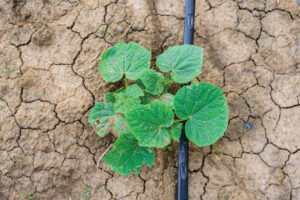 service and maintenance of drip irrigation system4