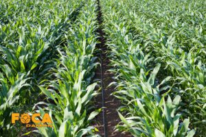 راهنمای خرید تجهیزات آبیاری قطره ای (5 نکته مهم قبل از خرید) 10 drip irrigation equipment buying guide 10