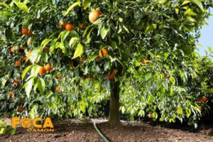 راهنمای خرید تجهیزات آبیاری قطره ای (5 نکته مهم قبل از خرید) 1 drip irrigation equipment buying guide 11