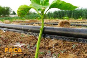 راهنمای خرید تجهیزات آبیاری قطره ای (5 نکته مهم قبل از خرید) 8 drip irrigation equipment buying guide 13