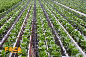 how to install drip irrigation system 3