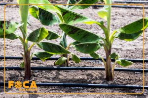 introduction to types of irrigation drippers 11