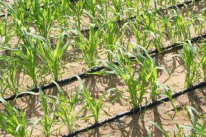 role of drip irrigation in water crisis management4
