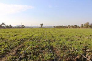 role of drip irrigation in water crisis management6