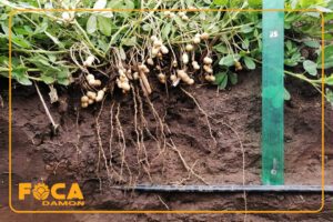 subsurface drip irrigation 8