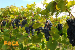 4 main methods and timing of grape irrigation 2