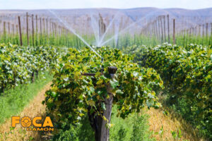 4 main methods and timing of grape irrigation 4