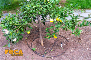drip irrigation of trees and the required equipment 3