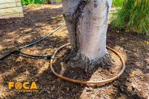 drip irrigation of trees and the required equipment 6