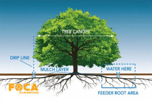 drip irrigation of trees and the required equipment 8