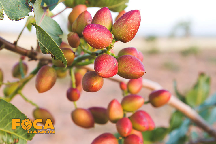 آبیاری زیرسطحی پسته - مزایا، معایب و مراحل کامل اجرا