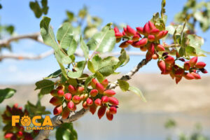 آبیاری زیرسطحی پسته در باغات