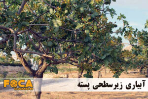 مزایا، معایب و مراحل کامل اجرای آبیاری زیرسطحی پسته