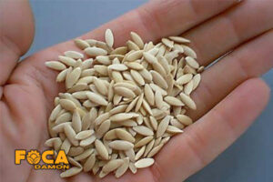 all steps of planting and growing cucumbers 2