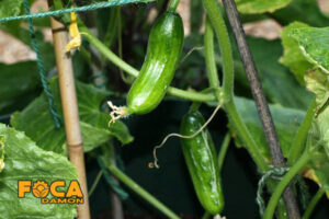 all steps of planting and growing cucumbers 3