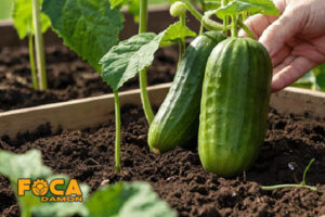 all steps of planting and growing cucumbers 5