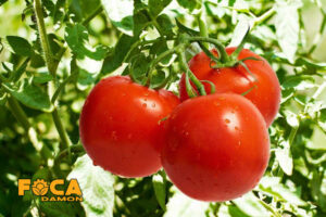 all steps of planting and growing tomatos 1