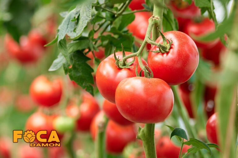 صفر تا صد نصب و راه اندازی سیستم آبیاری گوجه فرنگی