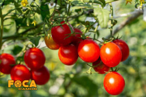 all steps of planting and growing tomatos 3