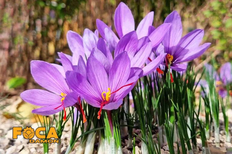 آبیاری زعفران به روش های غرقابی، قطره ای و آبیاری بارانی