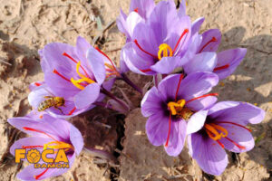 different methods of irrigation of saffron 6