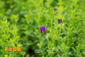 3 روش اصلی آبیاری یونجه: بارانی، قطره ای و زیرسطحی