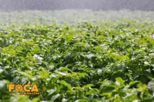 3 main methods of hay irrigation 6