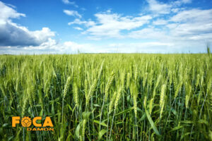 3 main methods of wheat irrigation 2