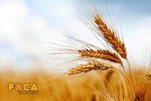 3 main methods of wheat irrigation 3