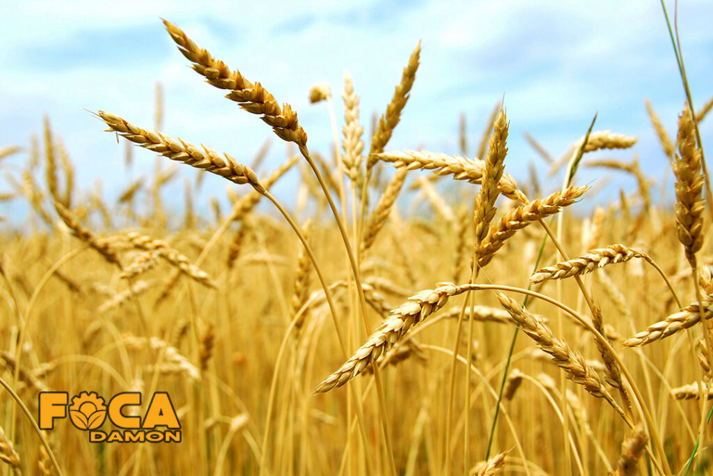 3 روش اصلی آبیاری گندم: بارانی، نوار تیپ و زیرسطحی