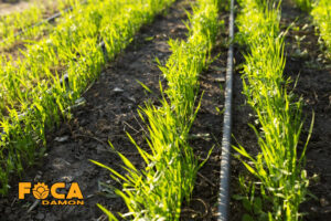 3 main methods of wheat irrigation 5