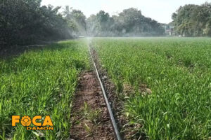 3 main methods of wheat irrigation 6
