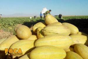 فوکا تجارت دامون - آبیاری خربزه و هندوانه با لوله قطره چکان دار یا لوله دریپردار