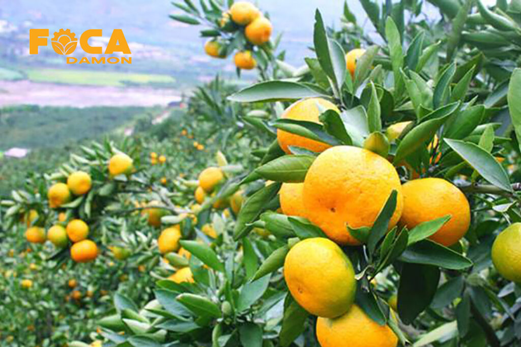 آبیاری درخت مرکبات