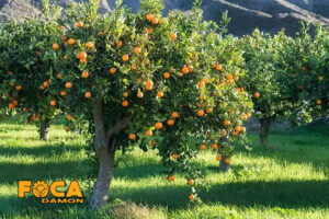 آبیاری درخت مرکب