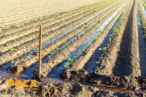 تفاوت های آبیاری قطره ای در زمین شنی و رسی 2 آبیاری قطره ای در زمین رسی