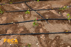 تفاوت های آبیاری قطره ای در زمین شنی و رسی 1 آبیاری قطره ای در زمین شنی