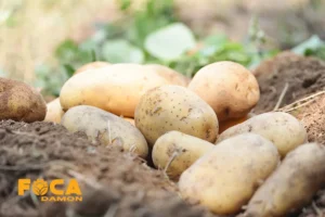 کاشت سیب زمینی و آبیاری آن؛ از زمان کاشت تا آبیاری با نوار تیپ 1 آبیاری سیب زمینی