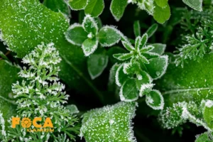 بهترین زمان کاشت نهال در پاییز 1 بهترین زمان کاشت نهال در مناطق سردسیر