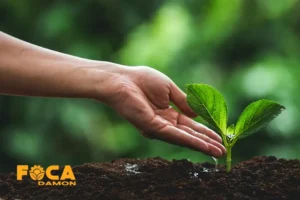 بهترین زمان کاشت نهال در پاییز
