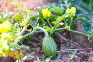 جدول نیاز آبی درختان میوه؛ هر درخت چند لیتر آب می خواهد؟ 1 آبیاری قطره ای درختان میوه