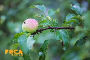 جدول نیاز آبی درختان میوه؛ هر درخت چند لیتر آب می خواهد؟ 2 میزان آب مورد نیاز درخت میوه